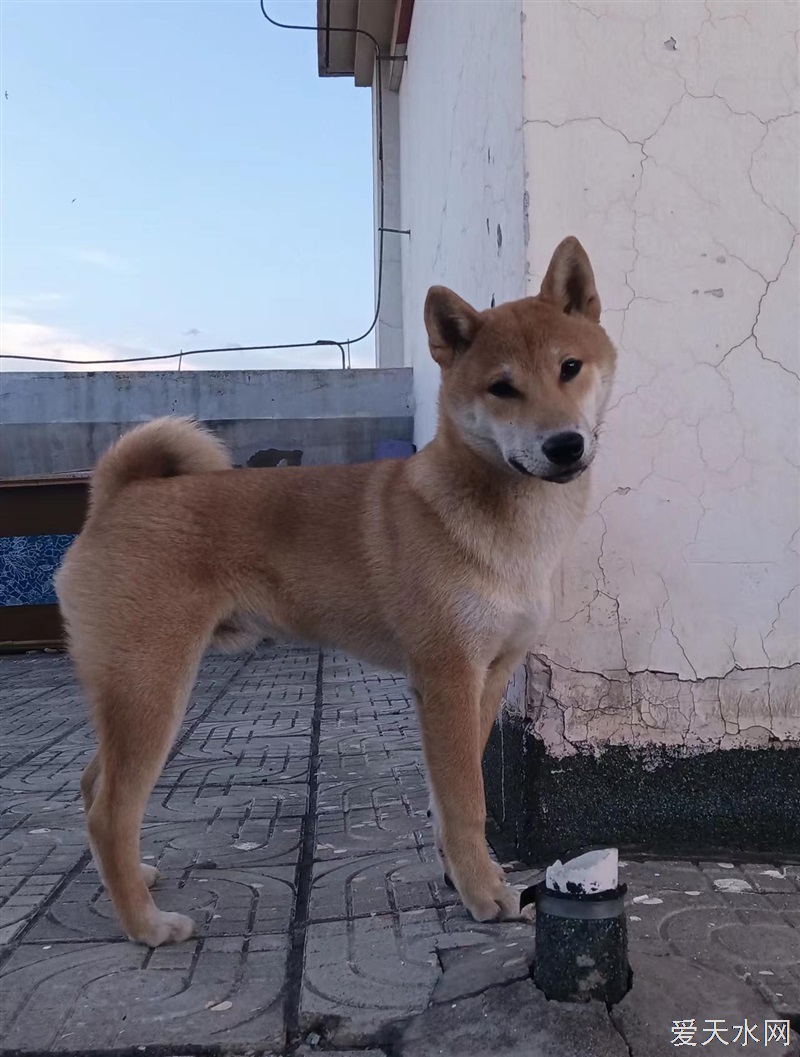 尋狗啟示